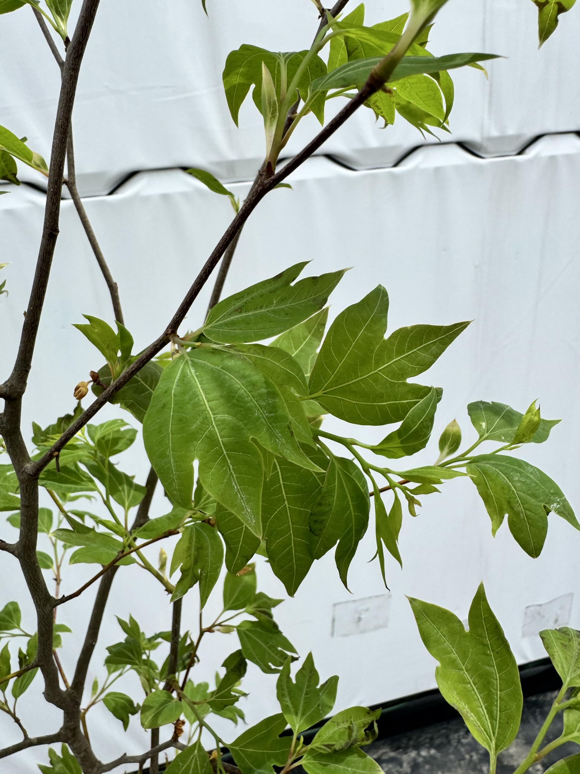Amazon.co.jp: 『植木/庭木/苗木』白文字（シロモジ）株立ち【現品発送